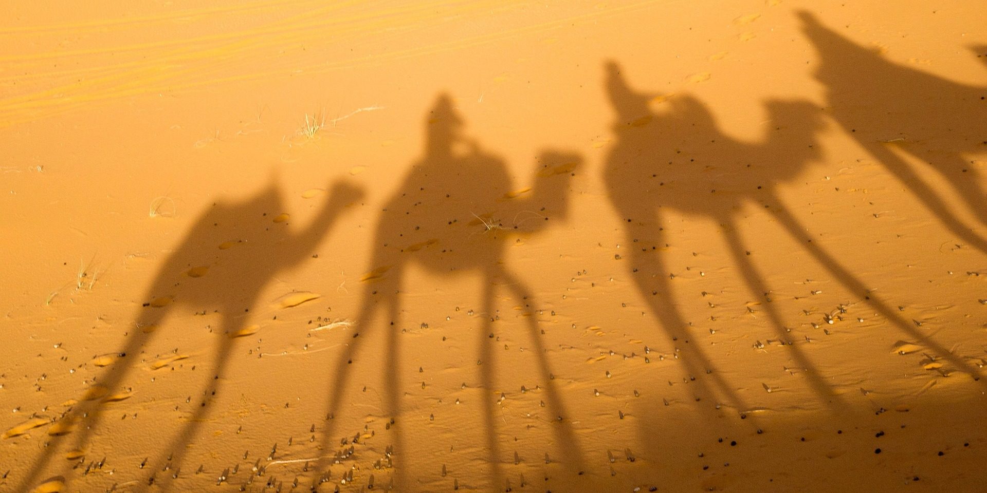 camel-2482792_1920